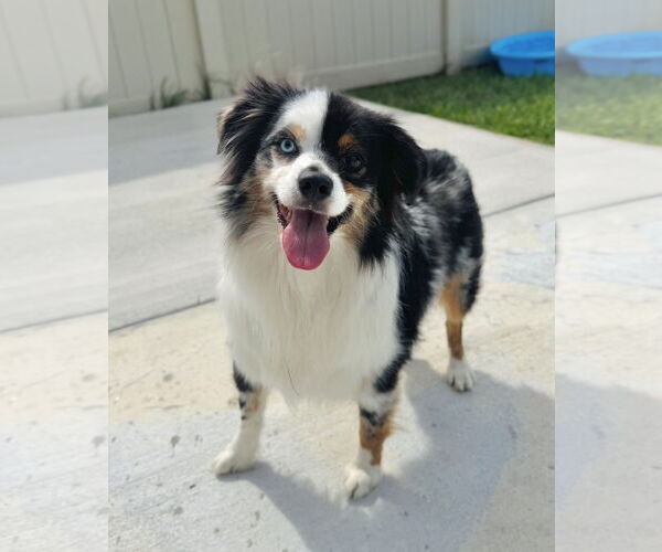 Medium Photo #7 Australian Shepherd Puppy For Sale in Staten Island, NY, USA