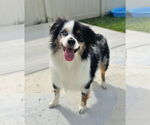 Small #6 Australian Shepherd