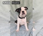 Small #5 Boston Terrier