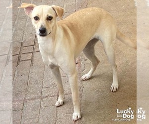 Medium Labrador Retriever-Retriever  Mix