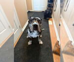 Small #5 American Bulldog
