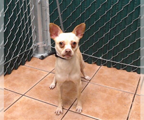 Medium Photo #1 Mutt Puppy For Sale in Downey, CA, USA