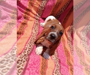 Basset Hound Puppy for sale in SALEM, WV, USA