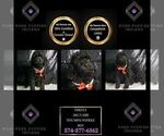 Puppy Firefly AKC Poodle (Miniature)