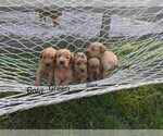 Small Photo #10 Golden Retriever Puppy For Sale in RAEFORD, NC, USA