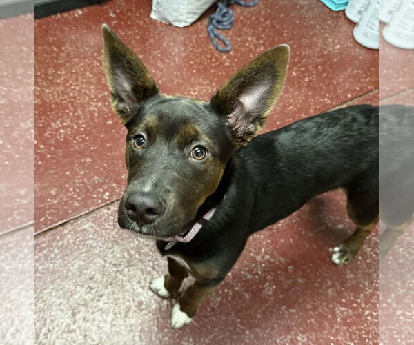 Medium Photo #6 Mutt Puppy For Sale in Fargo, ND, USA