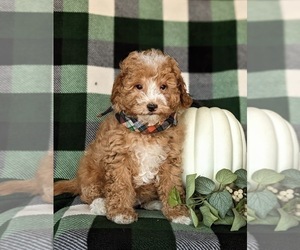 Goldendoodle (Miniature) Puppy for sale in KIRKWOOD, PA, USA
