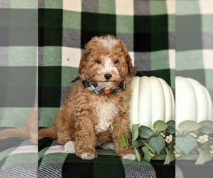 Medium Goldendoodle (Miniature)