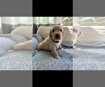 Small Photo #4 Golden Retriever Puppy For Sale in HENDERSON, NV, USA
