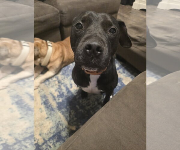 Medium Photo #2 American Pit Bull Terrier-Unknown Mix Puppy For Sale in Rosenberg, TX, USA