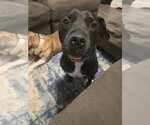 Small #1 American Pit Bull Terrier Mix