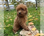 Small Photo #4 Cavapoo Puppy For Sale in MIDDLEBURY, IN, USA