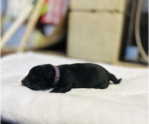 Siberian Husky Puppy for sale in HEMET, CA, USA