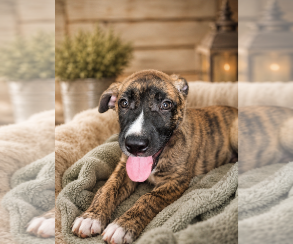 Medium Photo #5 German Shepherd Dog-Unknown Mix Puppy For Sale in Mooresville, NC, USA
