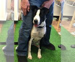 Small #3 Collie-Labrador Retriever Mix