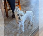 Small #1 Shih Tzu Mix