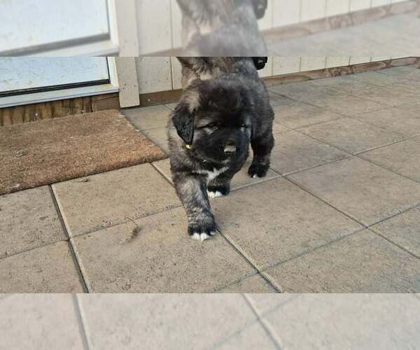 Medium Photo #6 Caucasian Shepherd Dog Puppy For Sale in NORTH PLAINS, OR, USA