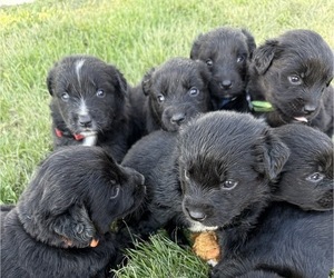 Golden Retriever-Miniature Australian Shepherd Mix Litter for sale in LOGAN, UT, USA