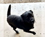 Small Mutt