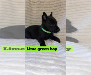 Belgian Malinois Puppy for sale in LA CROSSE, WI, USA