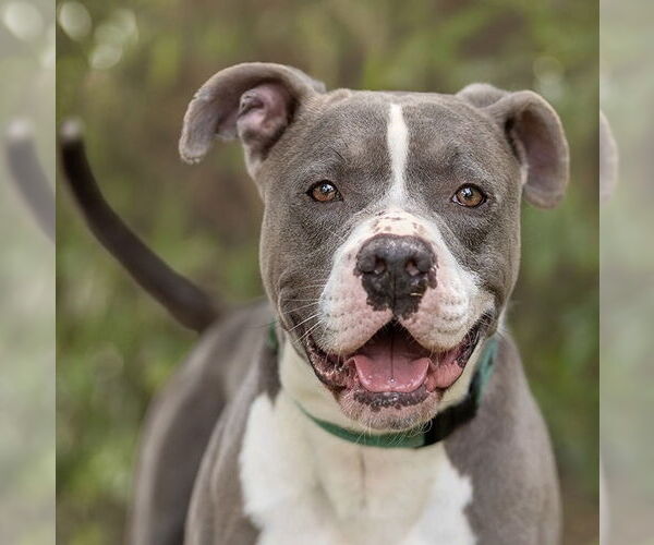 Medium Photo #2 American Pit Bull Terrier-Unknown Mix Puppy For Sale in Marina Del Rey, CA, USA