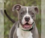 Small #1 American Pit Bull Terrier Mix