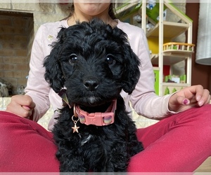 Springerdoodle Puppy for sale in PORTLAND, OR, USA