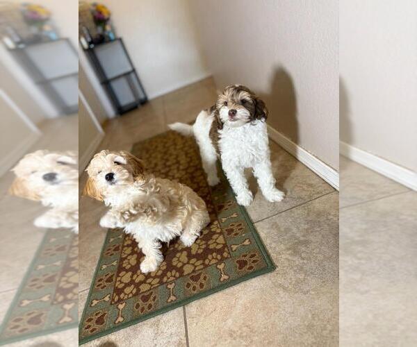 Medium Photo #3 Poovanese Puppy For Sale in TUCSON, AZ, USA