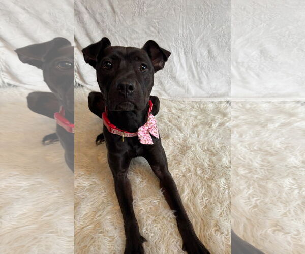 Medium Photo #3 American Pit Bull Terrier-Unknown Mix Puppy For Sale in Germantown, OH, USA