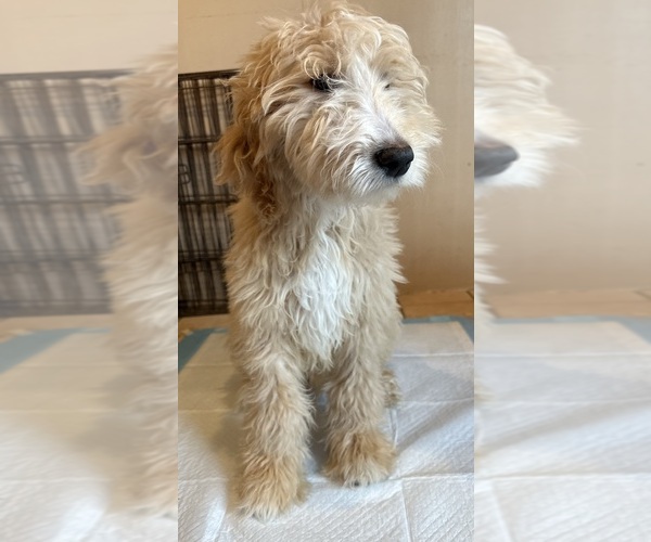 Medium Photo #1 Goldendoodle Puppy For Sale in LONG BEACH, CA, USA