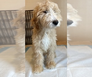 Goldendoodle Puppy for Sale in LONG BEACH, California USA