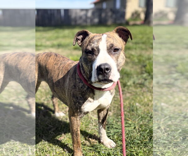 Medium Photo #2 Staffordshire Bull Terrier-Unknown Mix Puppy For Sale in Chico, CA, USA