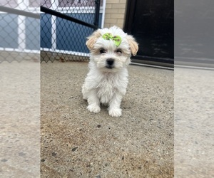 Zuchon Puppy for sale in RANDOLPH, MA, USA
