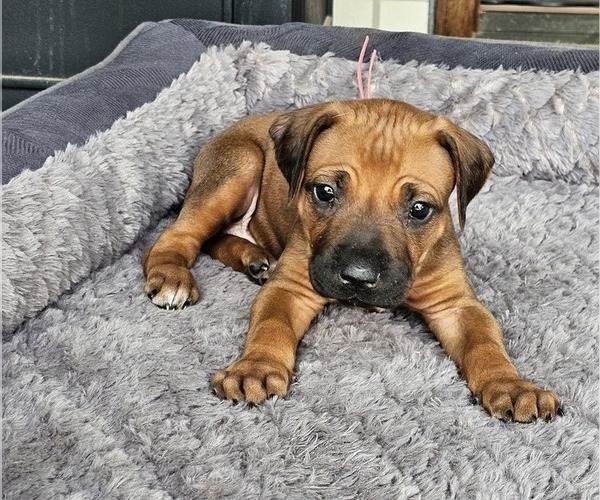 Medium Photo #32 Rhodesian Ridgeback Puppy For Sale in BUMPASS, VA, USA