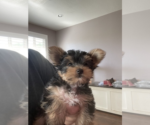 Medium Photo #1 Yorkshire Terrier Puppy For Sale in PHOENIX, AZ, USA