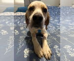 Small #2 Beagle Mix