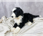 Small Photo #2 Bernedoodle Puppy For Sale in ARLINGTON, TX, USA