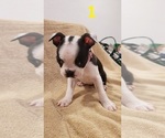 Small Photo #1 Boston Terrier Puppy For Sale in KILLEEN, TX, USA