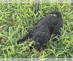 Small #5 Poovanese