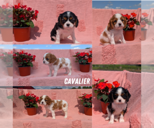 Cavalier King Charles Spaniel Litter for sale in GOSHEN, IN, USA