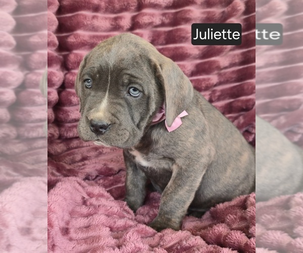Medium Photo #4 Cane Corso Puppy For Sale in MINERAL WELLS, WV, USA