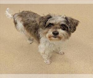 Norfolk Terrier-Unknown Mix Dogs for adoption in Plano, TX, USA