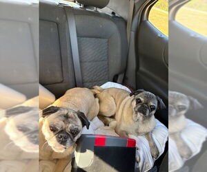 Milo - Male Pug Dog for Adoption - Photo #2