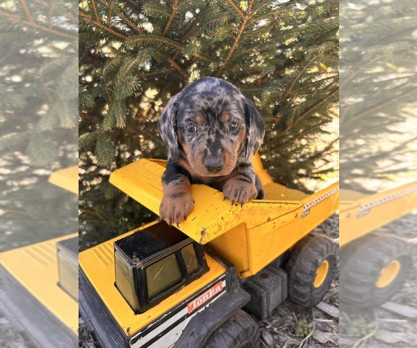 Medium Photo #2 Dachshund Puppy For Sale in MIDDLEBURY, IN, USA