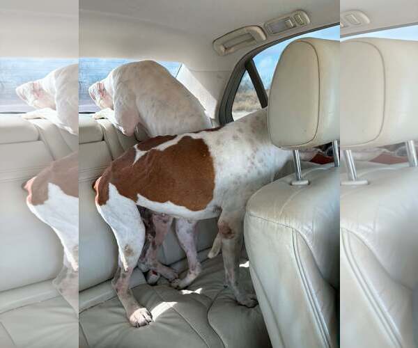 Medium Photo #7 Boxer Puppy For Sale in Dumont, NJ, USA