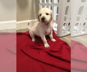 Goldendoodle Puppy for sale in MONTVALE, VA, USA