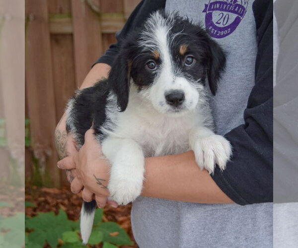 Medium Photo #3 Australian Shepherd-Unknown Mix Puppy For Sale in Huntley, IL, USA