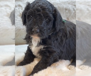 Aussiedoodle Puppy for sale in LEXINGTON, KY, USA