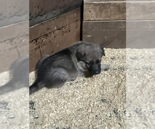 Medium Photo #6 German Shepherd Dog Puppy For Sale in MAYSVILLE, MO, USA