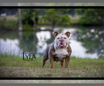 Small Photo #1 English Bulldog Puppy For Sale in SUGAR LAND, TX, USA